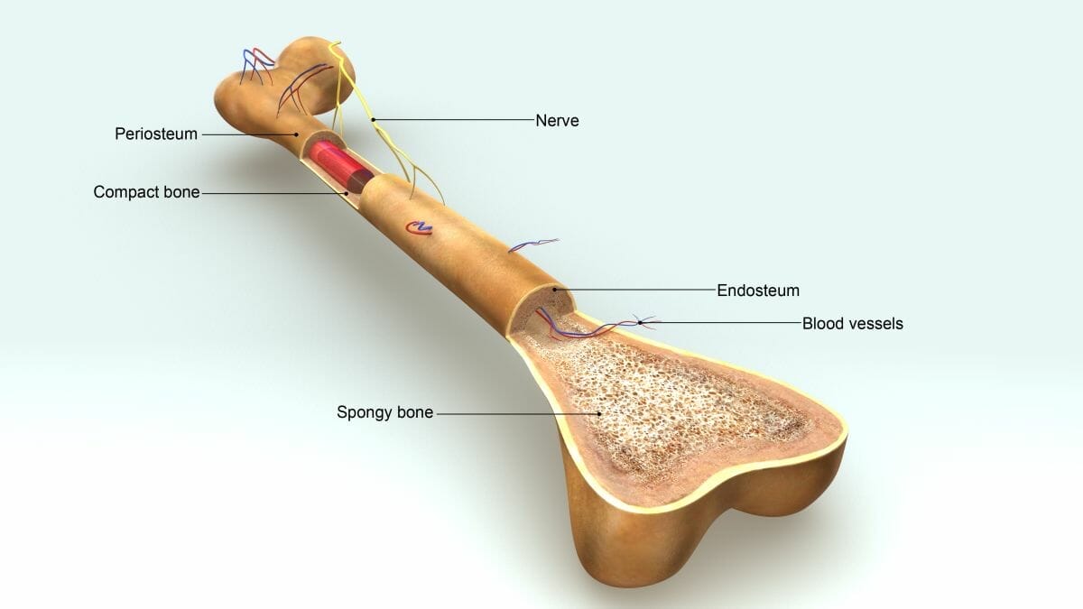 Bone Anatomy Bone Anatomy